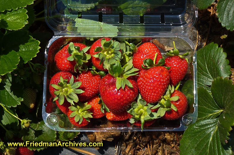 produce,grocery,fresh,strawberry,red,green,organic,